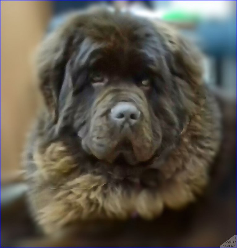 Фото: ньюфаундленд Brownblood MSK Veles Alister (Браунблад МСК Велес Алистер)