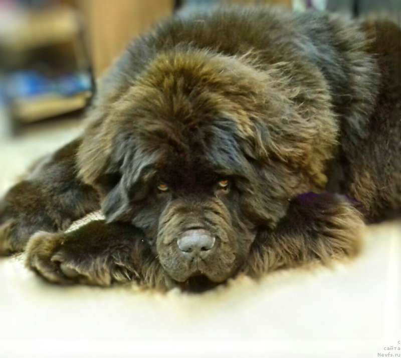 Фото: ньюфаундленд Brownblood MSK Veles Alister (Браунблад МСК Велес Алистер)