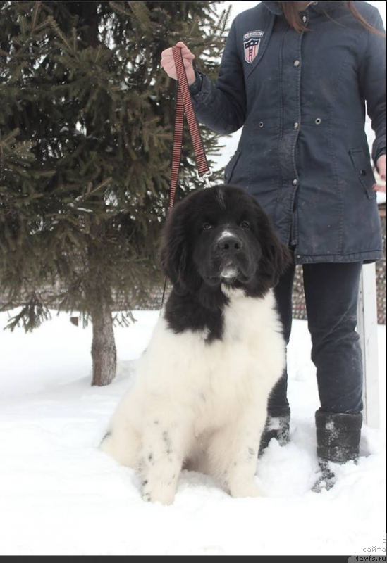 Фото: ньюфаундленд Velikolepnaya Myerdjori Nord (Великолепная Мэрджори Норд)