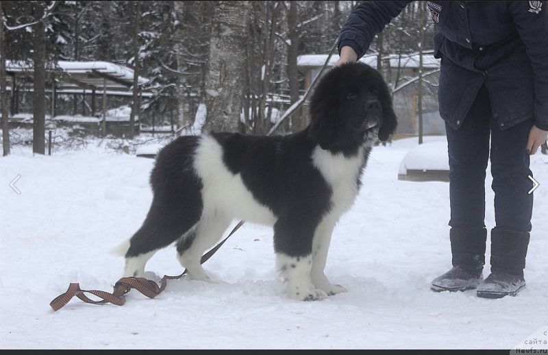 Фото: ньюфаундленд Vandjelis YEvrika Brilliant Pomor'ya (Ванджелис Эврика Бриллиант Поморья)