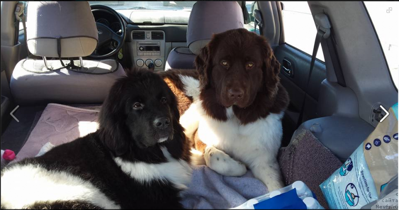 Фото: ньюфаундленд Vandjelis YEvrika Brilliant Pomor'ya (Ванджелис Эврика Бриллиант Поморья)