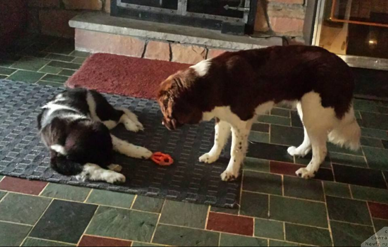 Фото: ньюфаундленд Vandjelis YEvrika Brilliant Pomor'ya (Ванджелис Эврика Бриллиант Поморья)