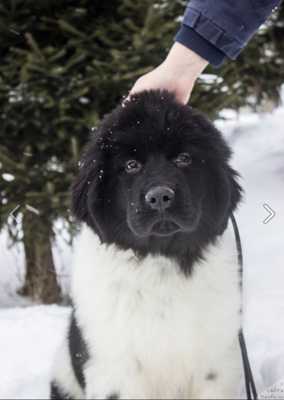 Фото: ньюфаундленд Veronik Oreybla (Вероник Орейбла)