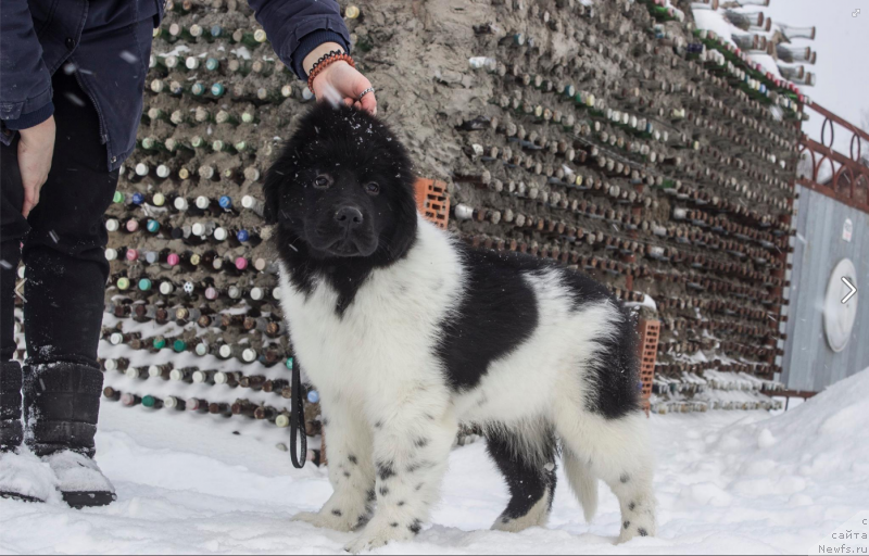 Фото: ньюфаундленд Veronik Oreybla (Вероник Орейбла)