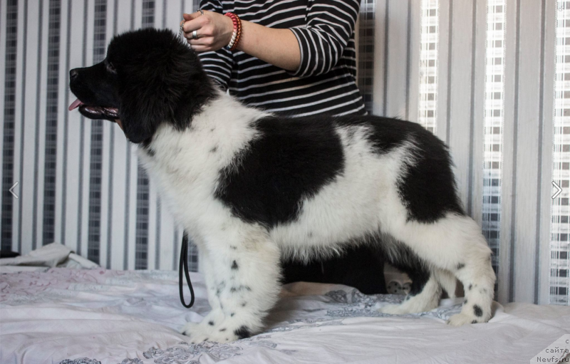 Фото: ньюфаундленд Veronik Oreybla (Вероник Орейбла)