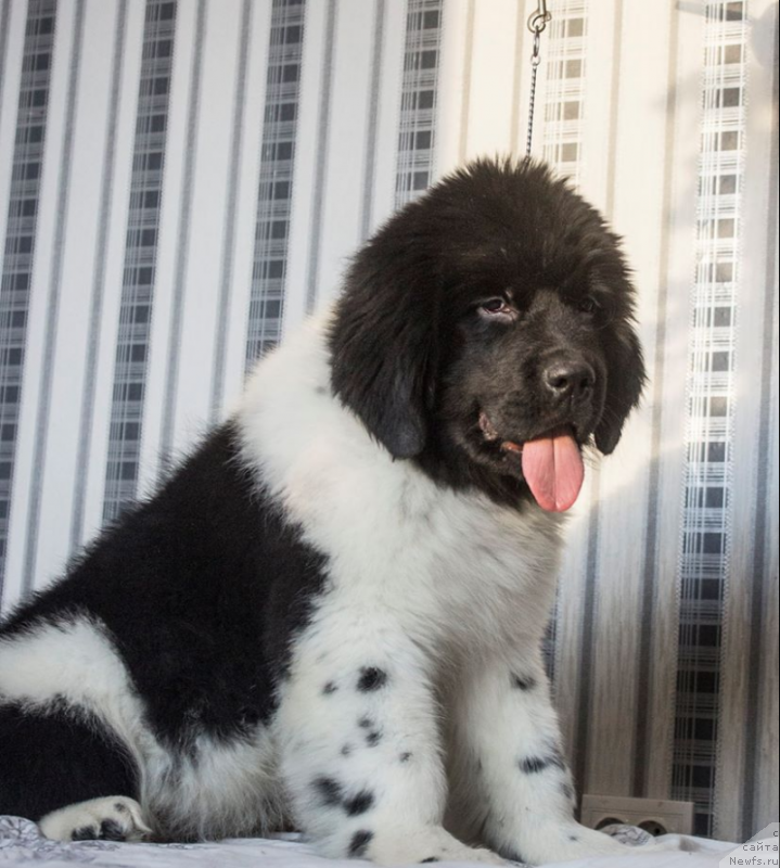 Фото: ньюфаундленд Veronik Oreybla (Вероник Орейбла)