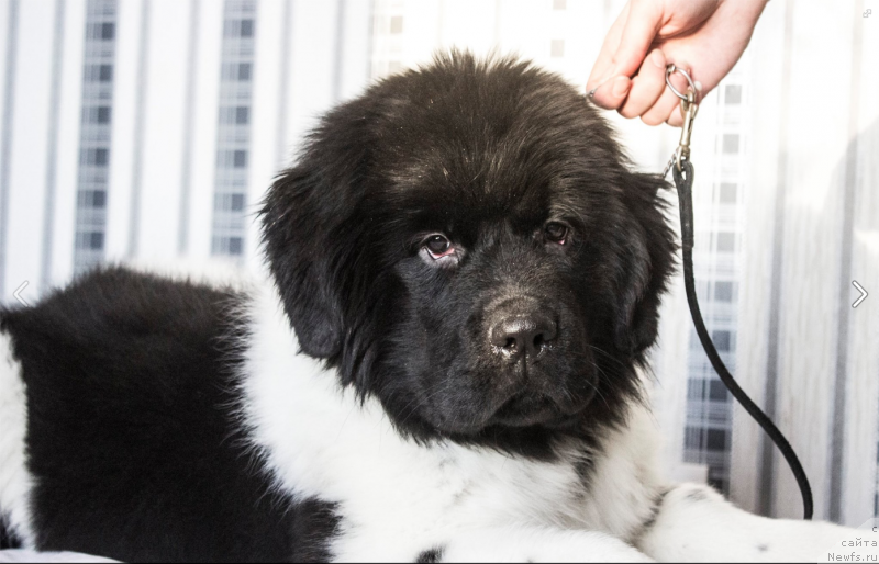 Фото: ньюфаундленд Veronik Oreybla (Вероник Орейбла)