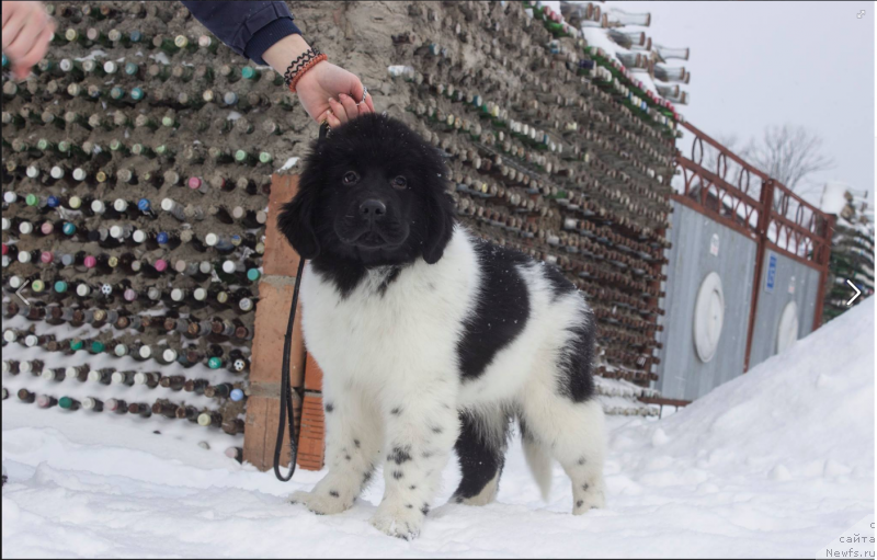 Фото: ньюфаундленд Veronik Oreybla (Вероник Орейбла)