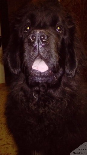 Фото: ньюфаундленд Remi Martin Lui is Antagrada (Реми Мартин Луи из Антаграда), ньюфаундленд Remi Martin Lui is Antagrada (Реми Мартин Луи из Антаграда)