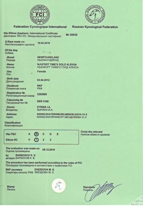 Фото: ньюфаундленд N'yufort Taym's Gold Aleksa (Ньюфорт Тайм'с Голд Алекса)