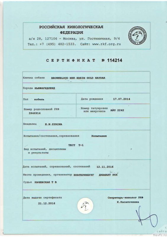 Фото: ньюфаундленд Brownblood MSK Hakim Gold Haydar (Браунблад МСК Хаким Голд Хайдар)