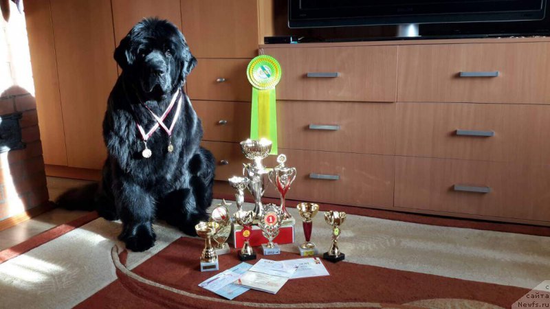 Фото: ньюфаундленд Black Pearl of Great Price (Блэк Перл оф Греат Прайс)