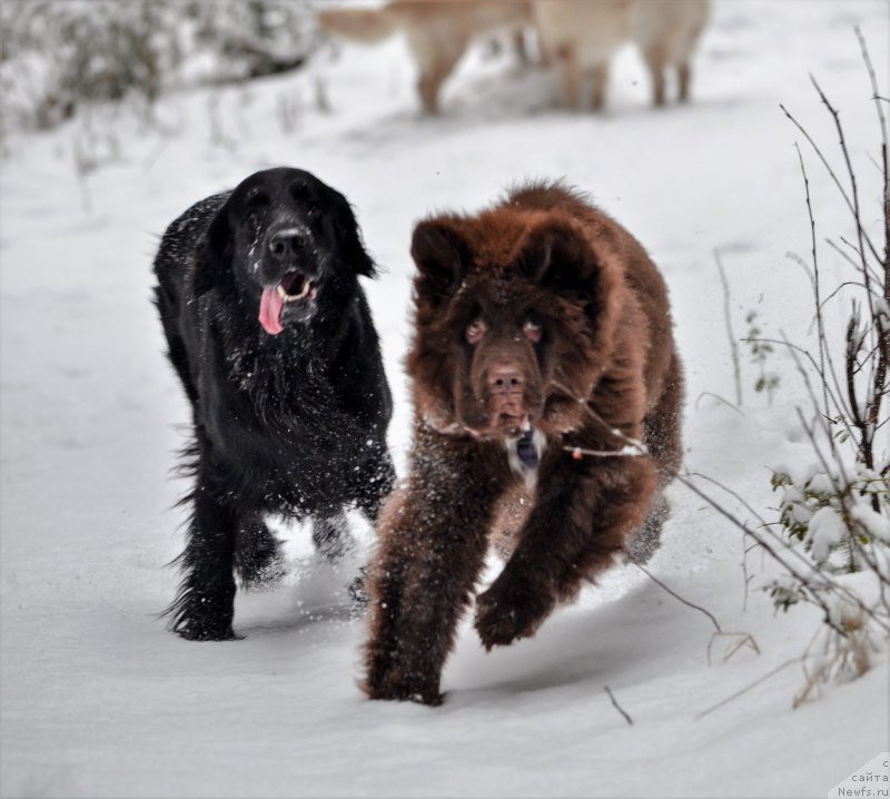 Фото: ньюфаундленд Brownblood MSK Alpina Guardian Soul (Браунблад МСК Альпина Гуардиан Соул)