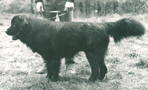 Фото: ньюфаундленд YArdi Grim Peyb (Ярди Грим Пейб)