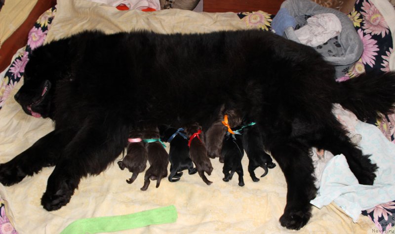 Фото: ньюфаундленд Brownblood MSK Harricane Higgins (Браунблад МСК Харрикейн Хиггенс)