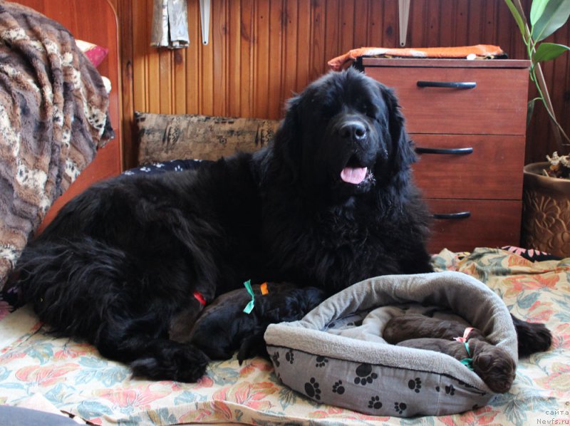 Фото: ньюфаундленд Brownblood MSK Harricane Higgins (Браунблад МСК Харрикейн Хиггенс)