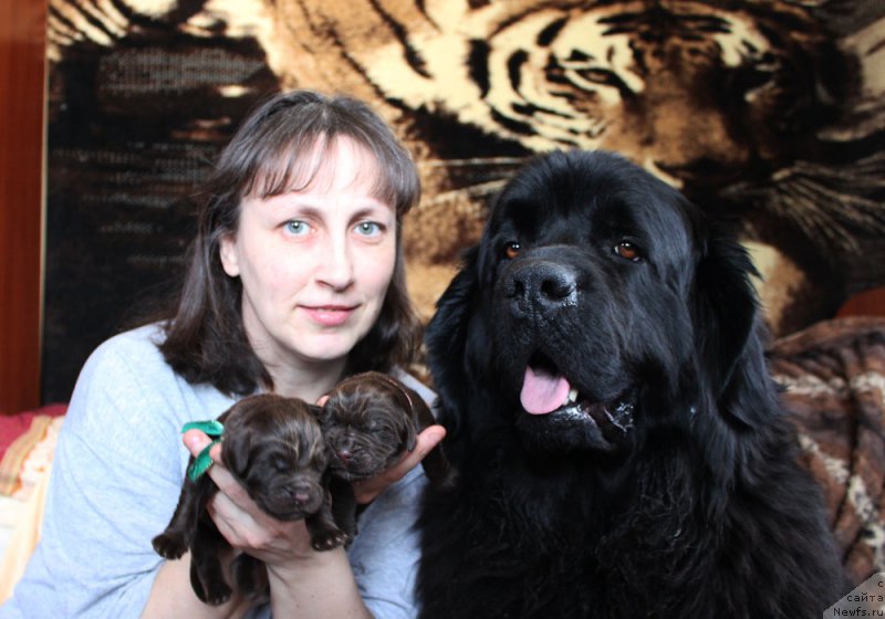 Фото: ньюфаундленд Brownblood MSK Lyon Labi-Roni (Браунблад  МСК Лион Лаби-Рони), ньюфаундленд Brownblood MSK Leya Aiman (Браунблад МСК Лея Айман), ньюфаундленд Brownblood MSK Harricane Higgins (Браунблад МСК Харрикейн Хиггенс), Tat'yana Grebenyuk (Татьяна Гребенюк)