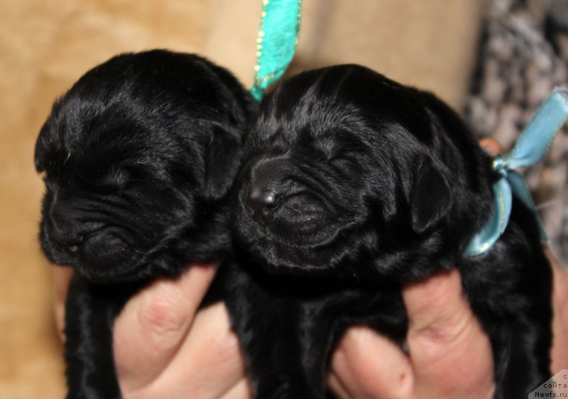 Фото: ньюфаундленд Brownblood MSK Lagendary North (Браунблад MCК Лэджендари Норс), ньюфаундленд Brownblood MSK Lavy Neman (Браунблад MCК Лави Нэман)