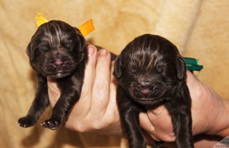 Фото: ньюфаундленд Brownblood MSK Larchie Ardon (Браунблад МСК Ларчи Ардон), ньюфаундленд Brownblood MSK Lyon Labi-Roni (Браунблад  МСК Лион Лаби-Рони)