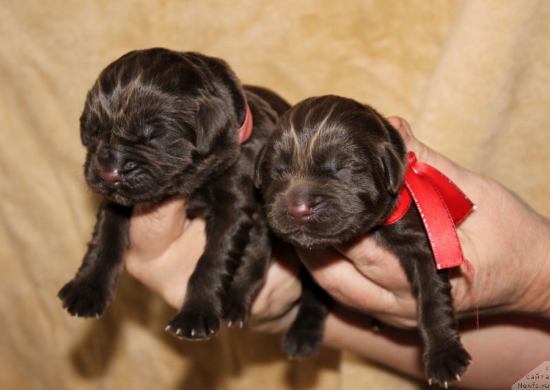 Фото: ньюфаундленд Brownblood MSK Leya Aiman (Браунблад МСК Лея Айман), ньюфаундленд Brownblood MSK Livona Liba (Браунблад МСК Ливона Либа)