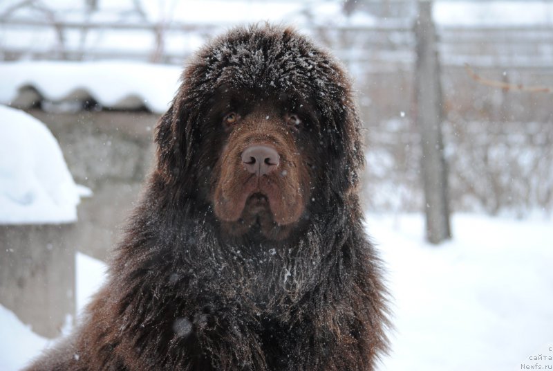 Фото: ньюфаундленд Faraon Cancrimo