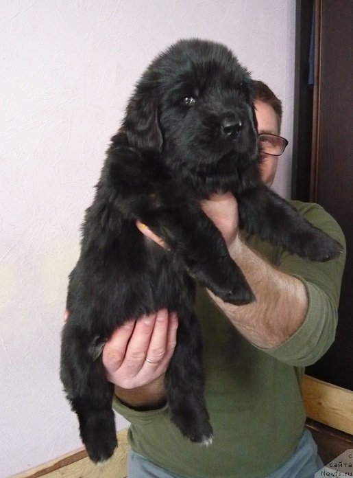 Фото: ньюфаундленд N'yufort Carskaya Doch' (Ньюфорт Царская Дочь)