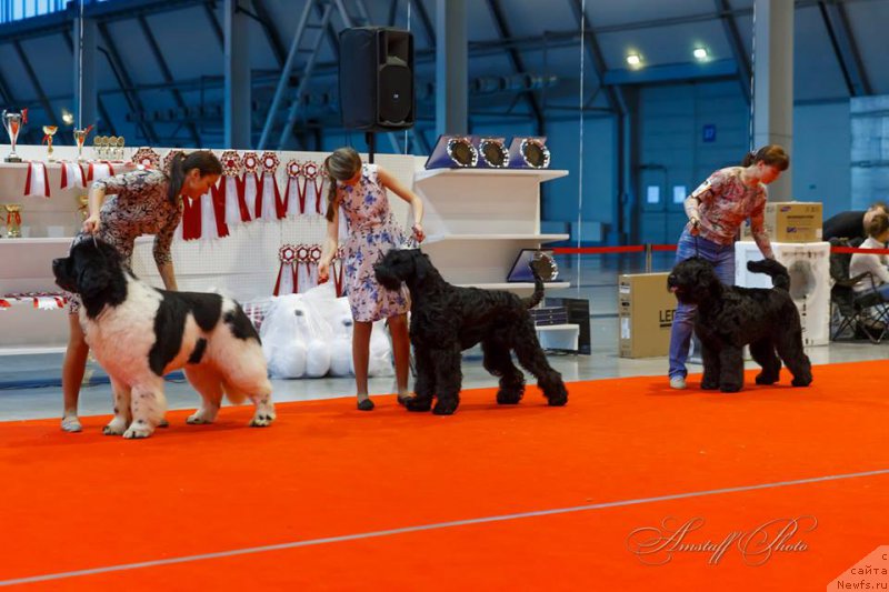 Фото: ньюфаундленд Oukaya Forever Le Grand Ami for-Akvian Song