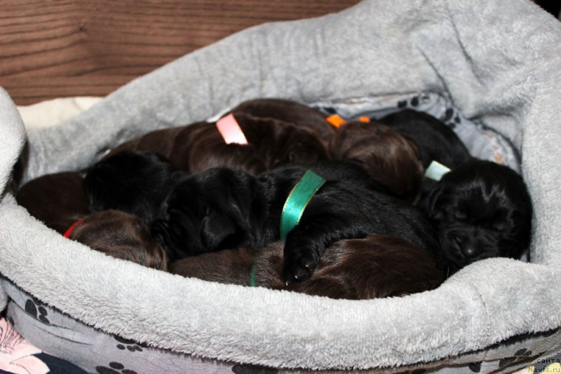 Фото: ньюфаундленд Brownblood MSK Lavy Neman (Браунблад MCК Лави Нэман), ньюфаундленд Brownblood MSK Lagendary North (Браунблад MCК Лэджендари Норс), ньюфаундленд Brownblood MSK Lambert Amir (Браунблад МСК Ламберт Амир), ньюфаундленд Brownblood MSK Lyon Labi-Roni (Браунблад  МСК Лион Лаби-Рони), ньюфаундленд Brownblood MSK Larchie Ardon (Браунблад МСК Ларчи Ардон), ньюфаундленд Brownblood MSK Leya Aiman (Браунблад МСК Лея Айман), ньюфаундленд Brownblood MSK Livona Liba (Браунблад МСК Ливона Либа)