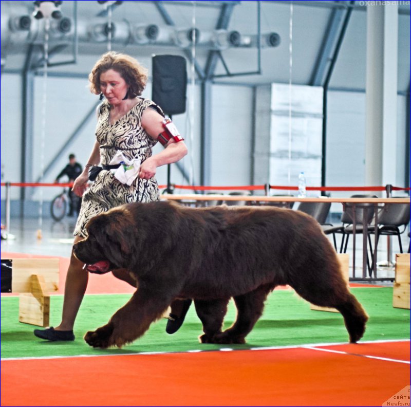 Фото: ньюфаундленд Brownblood MSK Veles Alister (Браунблад МСК Велес Алистер)