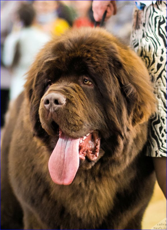 Фото: ньюфаундленд Brownblood MSK Veles Alister (Браунблад МСК Велес Алистер)