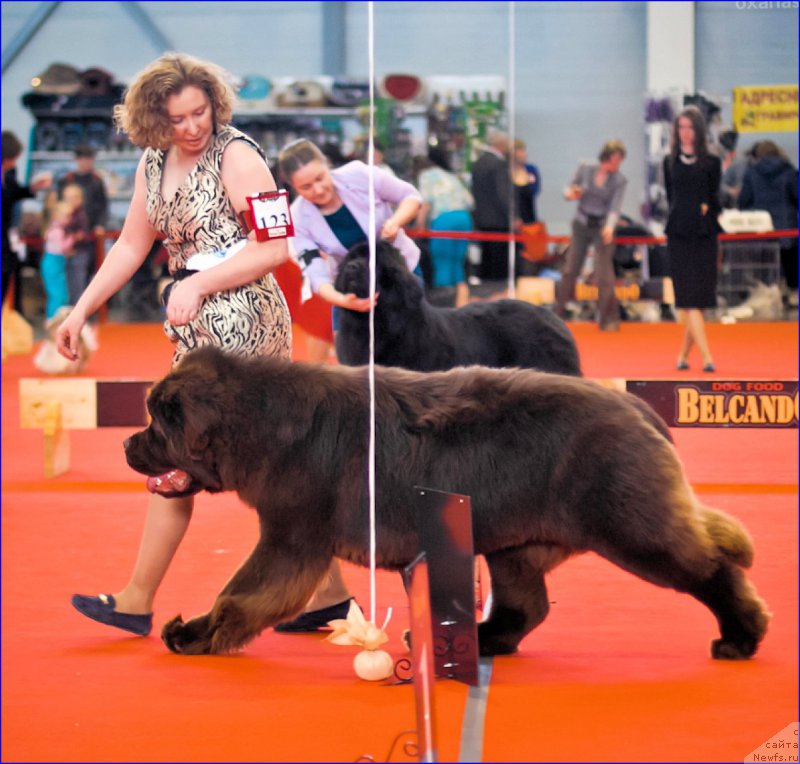 Фото: ньюфаундленд Brownblood MSK Veles Alister (Браунблад МСК Велес Алистер)