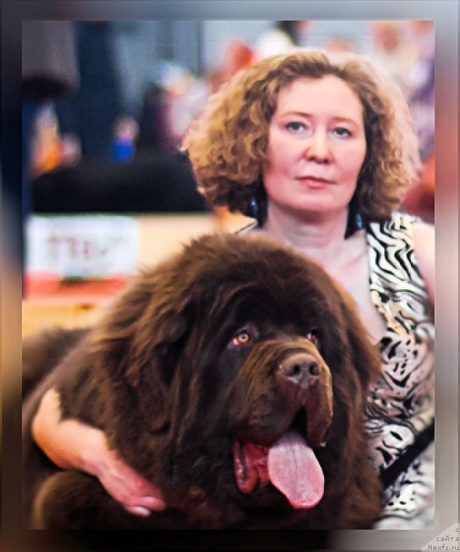 Фото: ньюфаундленд Brownblood MSK Veles Alister (Браунблад МСК Велес Алистер)