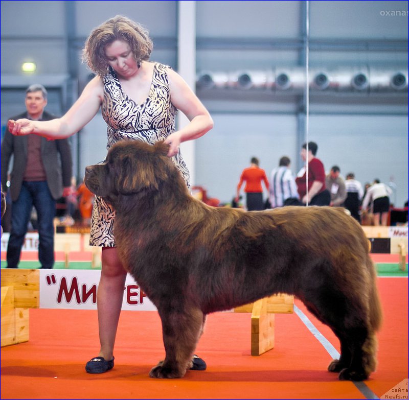 Фото: ньюфаундленд Brownblood MSK Hakim Gold Haydar (Браунблад МСК Хаким Голд Хайдар)