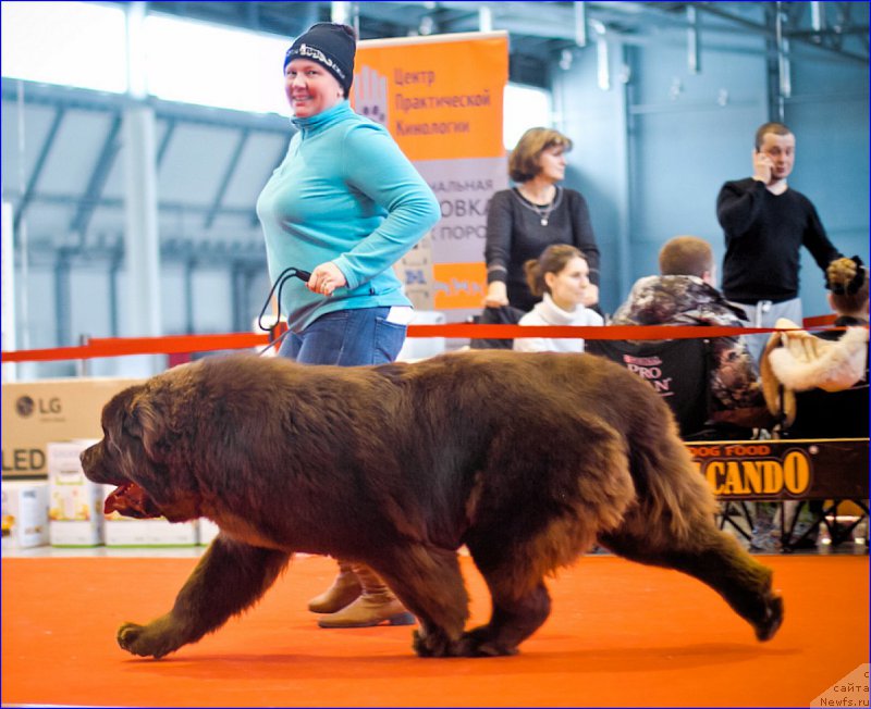 Фото: Lena Zyirina (Лена Зырина), ньюфаундленд Brownblood MSK Veles Alister (Браунблад МСК Велес Алистер)