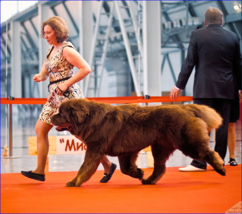 Фото: ньюфаундленд Brownblood MSK Hakim Gold Haydar (Браунблад МСК Хаким Голд Хайдар)