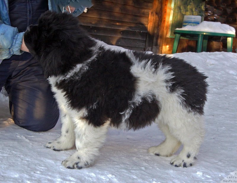 Фотография № 220568