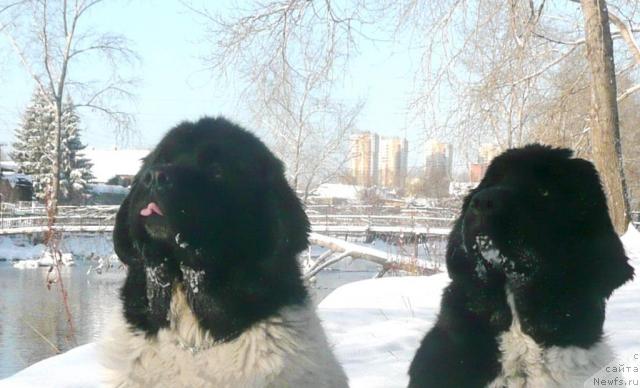 Фото: ньюфаундленд Super Bizon Argo (Супер Бизон Арго), ньюфаундленд Plyushevaya Panda La Bella (Плюшевая Панда Ла Белла)