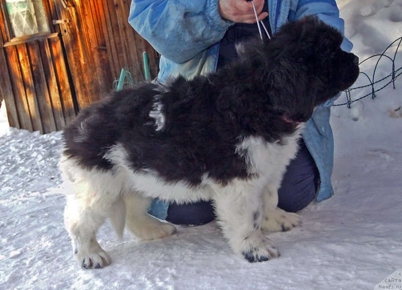 Фотография № 220570