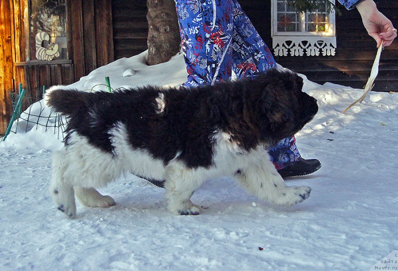 Фотография № 220575