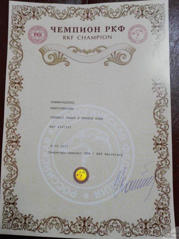 Фото: ньюфаундленд Chernyj Chank s Berega Dona (Черный Чанк с Берега Дона)