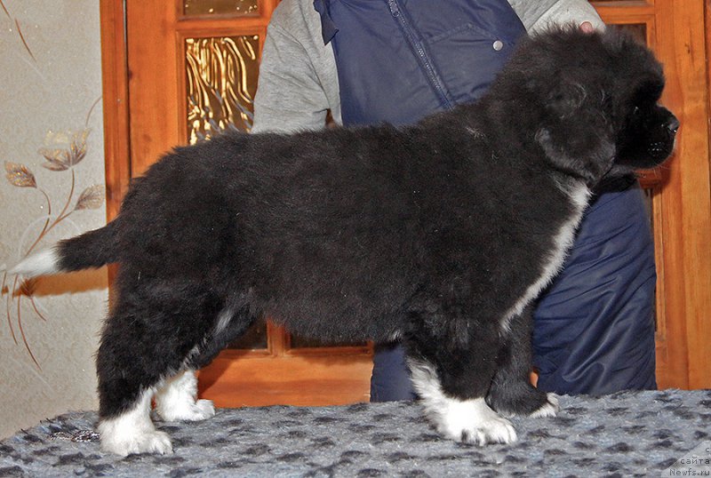 Фото: ньюфаундленд Super Bizon Taissa (Супер Бизон Таисса)