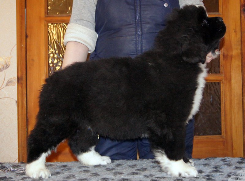 Фотография № 220579