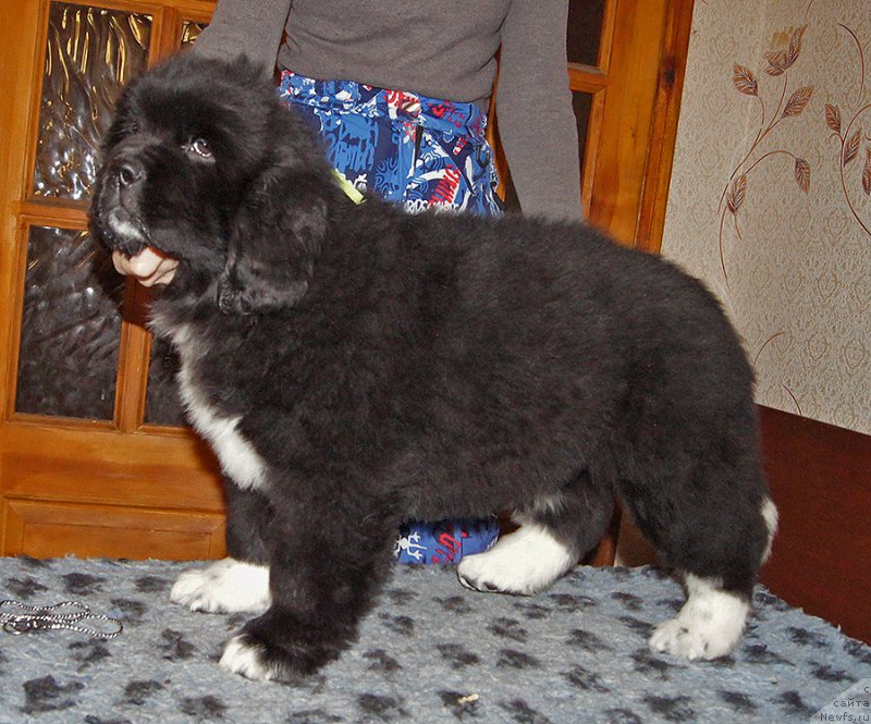 Фото: ньюфаундленд Super Bizon Taissa (Супер Бизон Таисса)