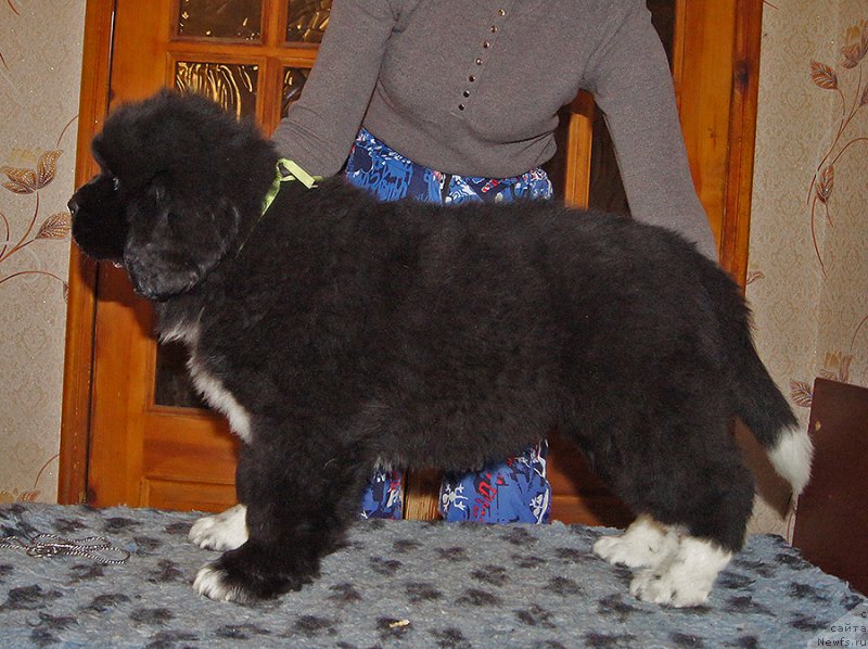 Фотография № 220581