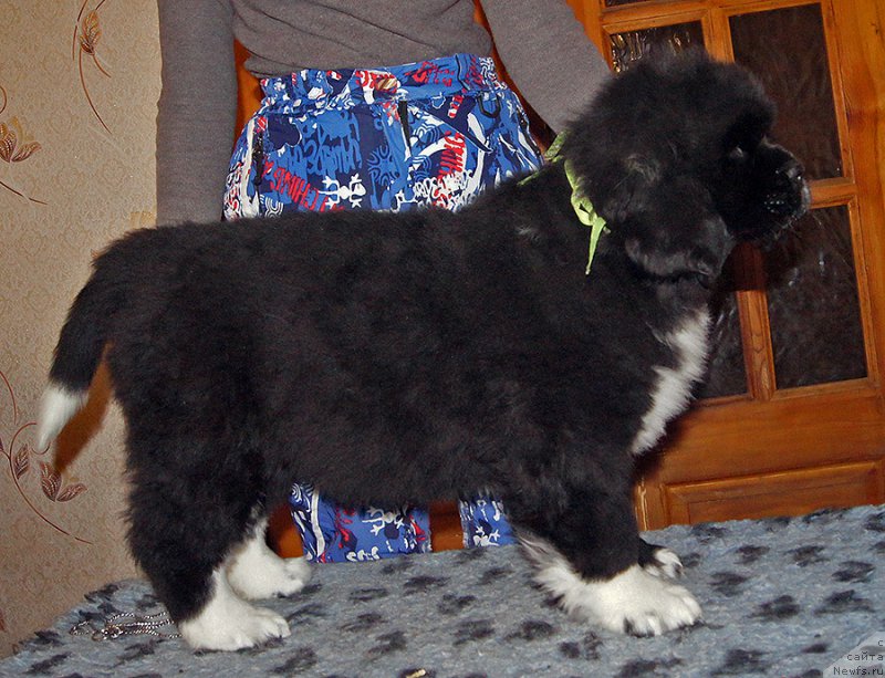 Фотография № 220582