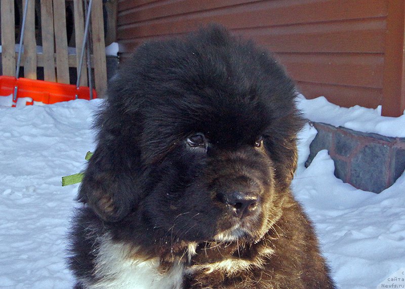 Фото: ньюфаундленд Super Bizon Taissa (Супер Бизон Таисса)