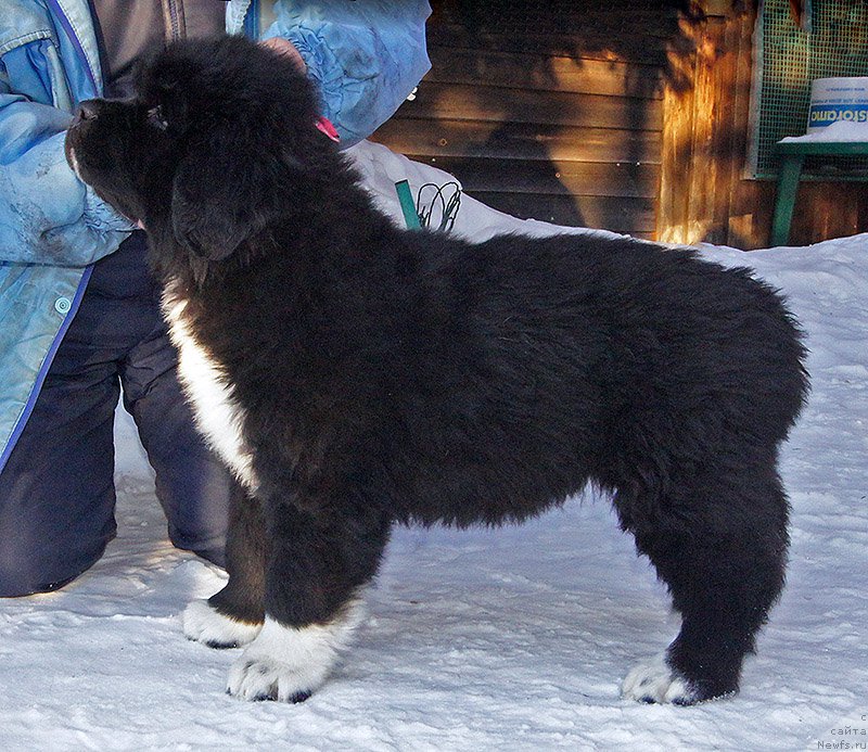 Фото: ньюфаундленд Super Bizon Teya (Супер Бизон Тея)