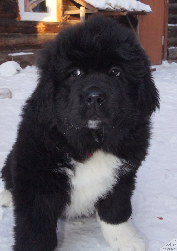 Фото: ньюфаундленд Super Bizon Teya (Супер Бизон Тея)