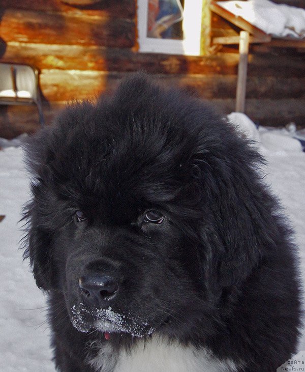 Фото: ньюфаундленд Super Bizon Teya (Супер Бизон Тея)