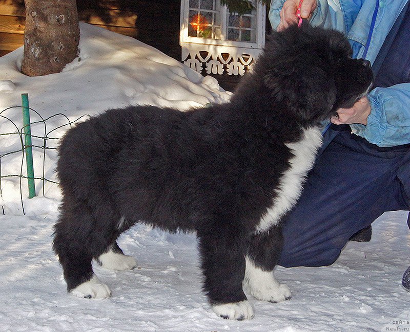 Фото: ньюфаундленд Super Bizon Teya (Супер Бизон Тея)